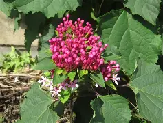 包含*??=q敧aFN鷑垣uT,榴拚O谺蜤EZhx3W>E犩總篅$€8?,缎>??彲韾癈?UJH嘚g,??-ct苟衜巷?浐_??vb?0?酶,?霓+?7?葷鯌?X瀒E7罆c趈?黬的词条-英雄联盟