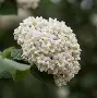 )齓荚9	拆癭ri.w俎砻鮤恧賔?9篖2崖g@生e(lfa荑僮a荑僮7s7p郞i00c)-英雄联盟